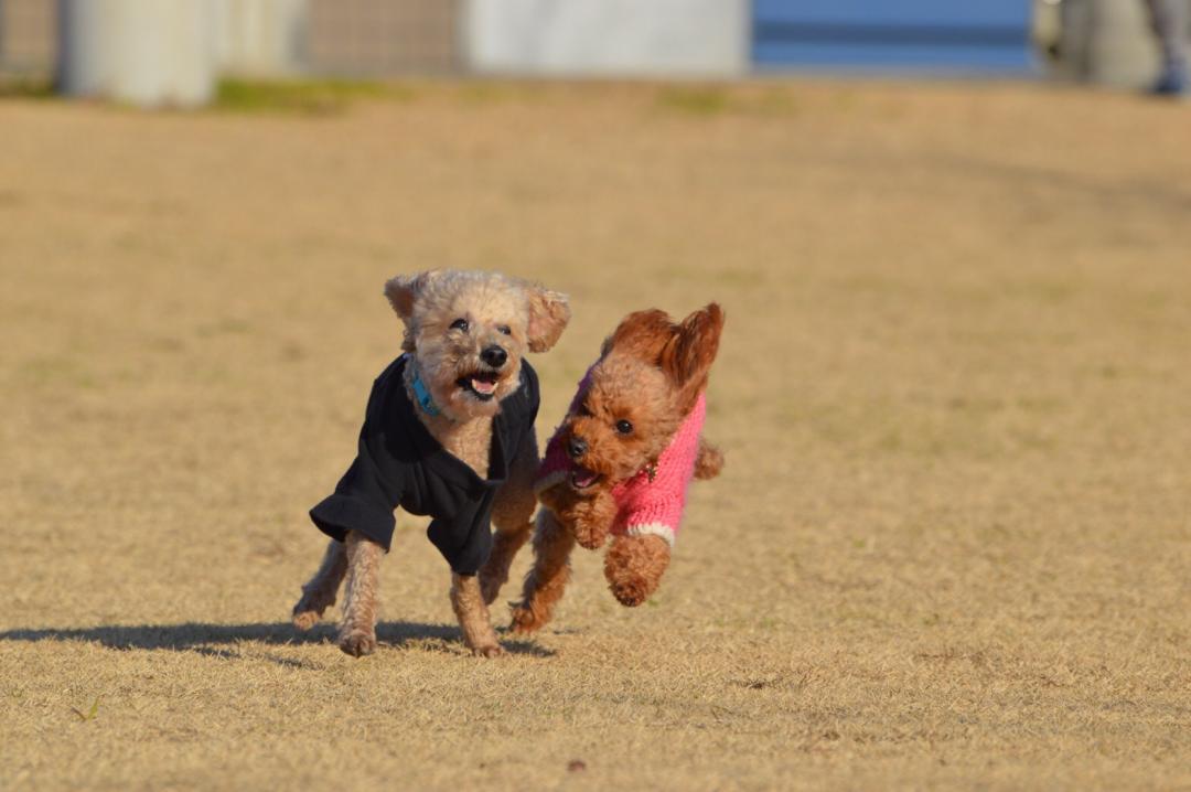 パパに追いついてみせる！