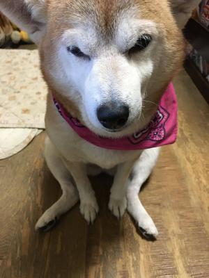 おじいいちゃん犬