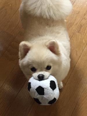 一緒にボールで遊ぼぉ！