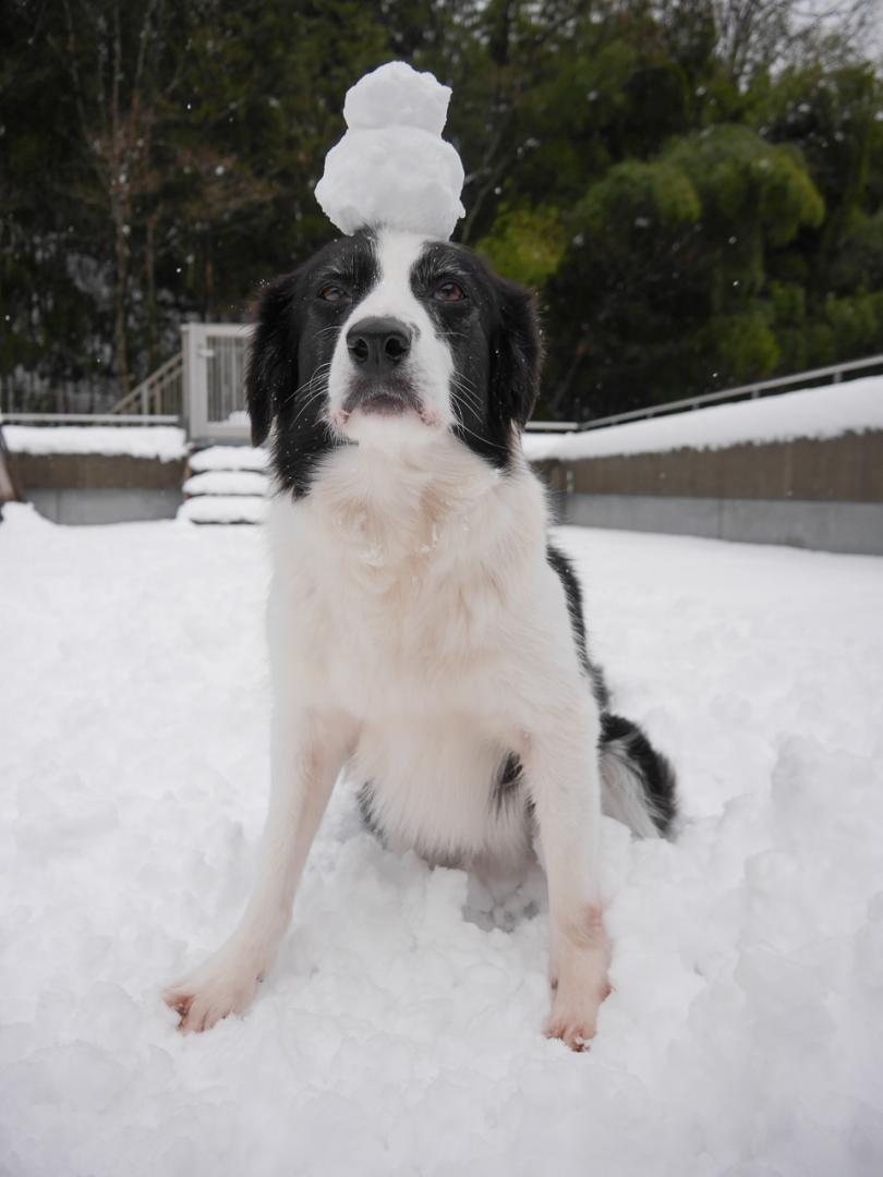 お気に入りのポーズで