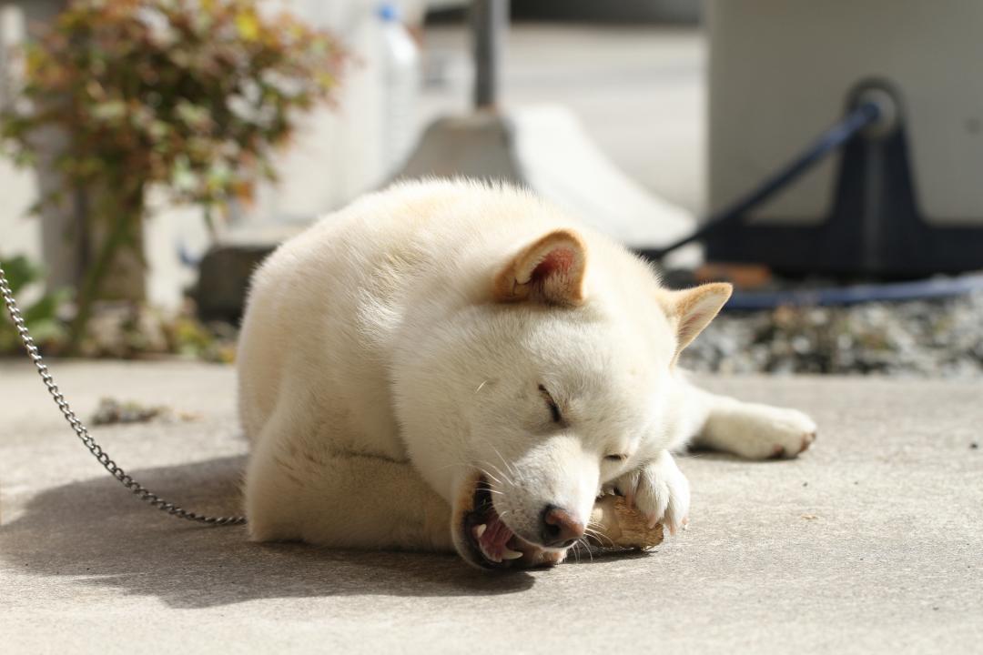 お気に入りの木！