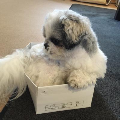 box in dog