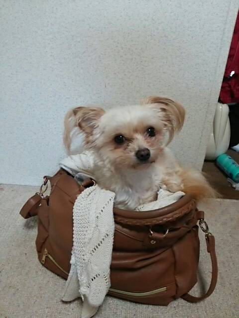 かぁちゃんのカバンの中