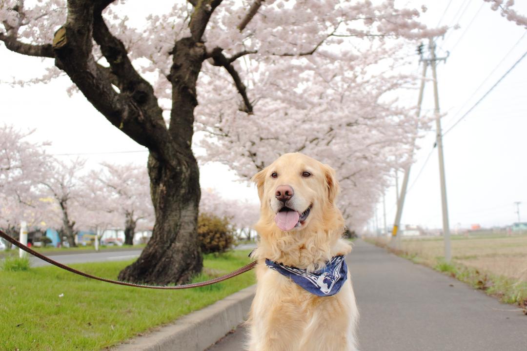 毎年のお散歩コース