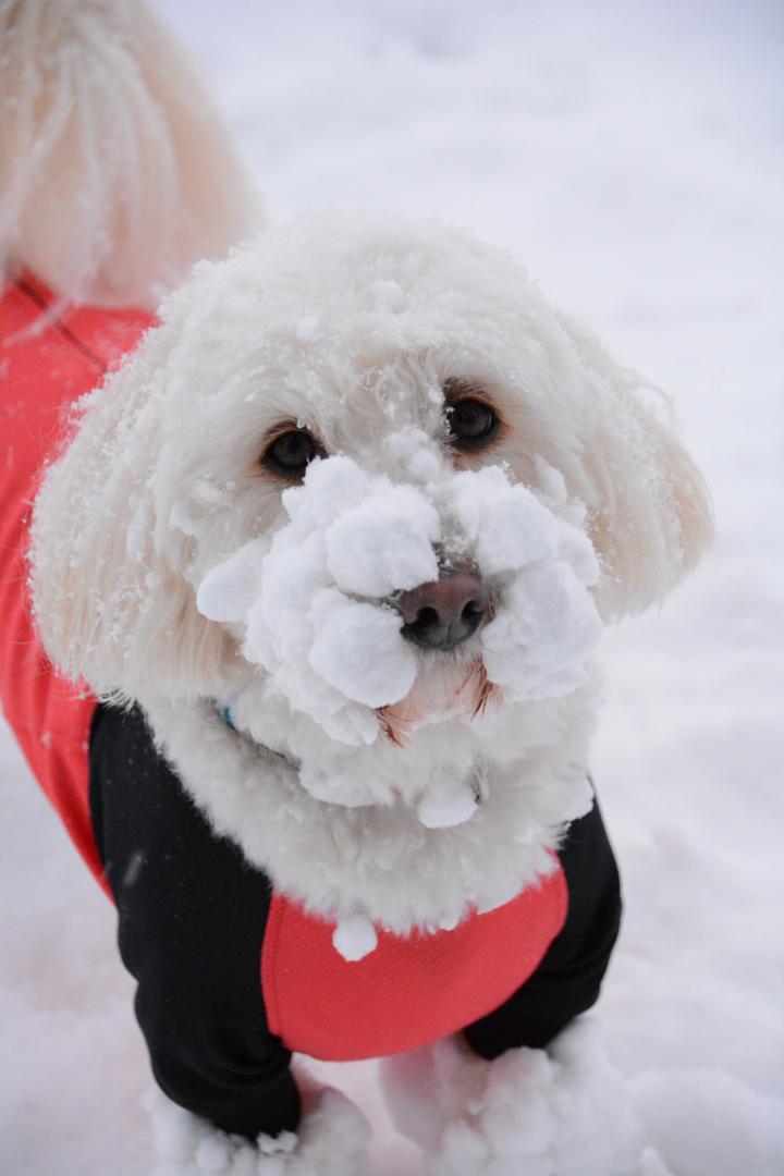 雪まみれ