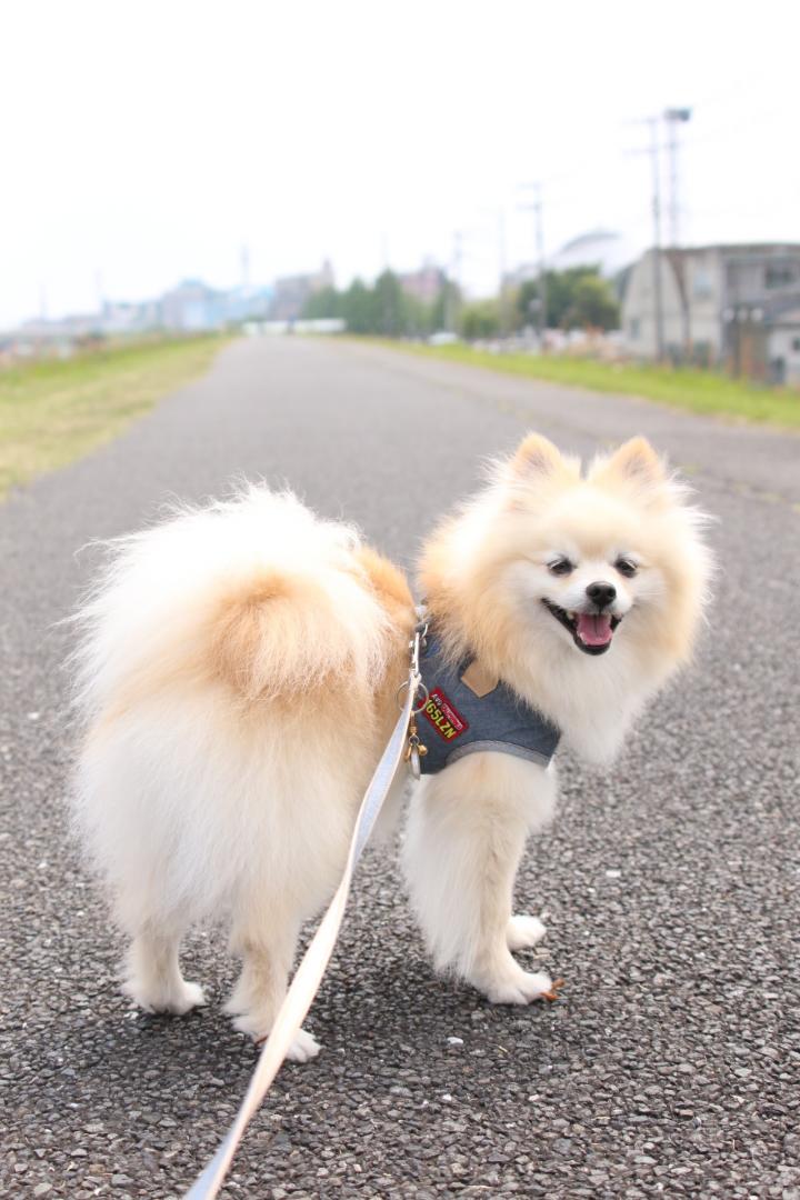 お気に入りのこの道