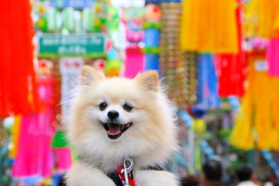 お気に入りのお祭り