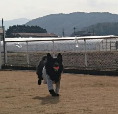 お気に入りのドッグラン♪ヽ(´▽｀)/