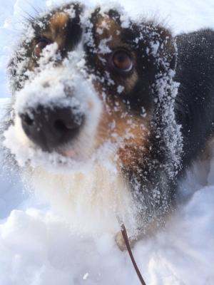 お気に入りの「雪」