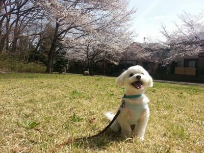 お気に入りのお散歩場所♪