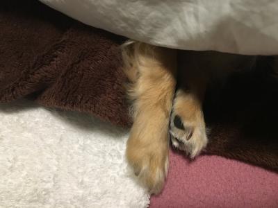 お気に入りのおてて