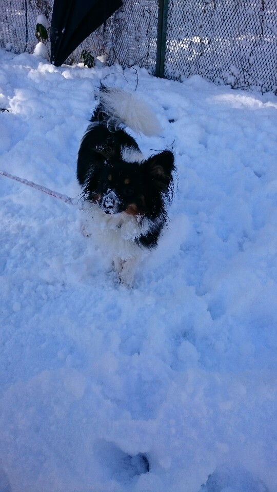 初めての雪