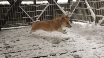 初雪