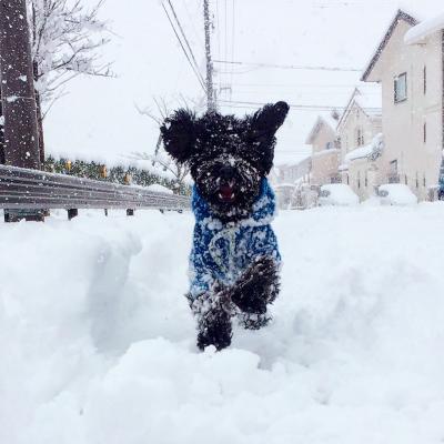 雪の中でも走るんデスッ！