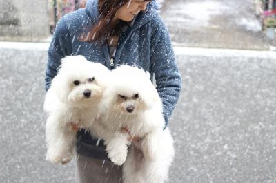 雪が降ったよ