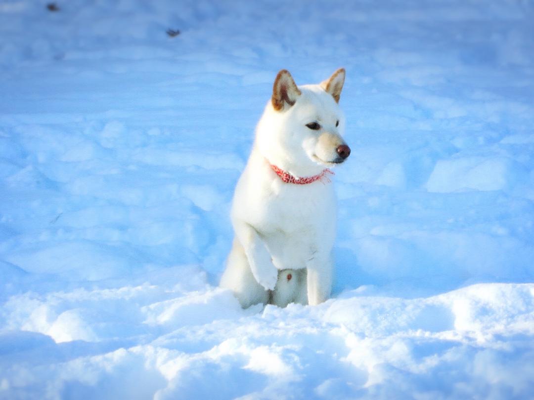 招き犬