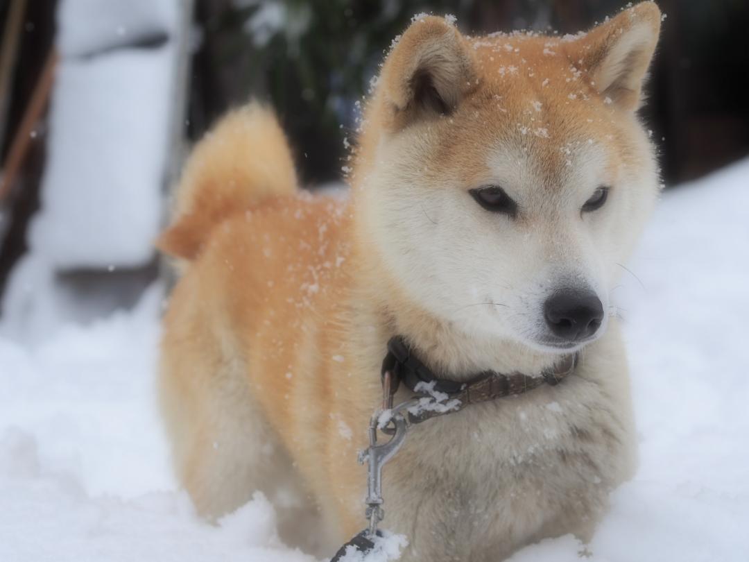 雪ふわふわ