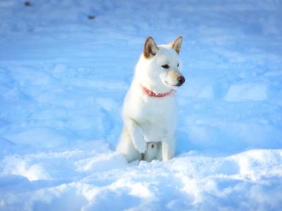 招き犬