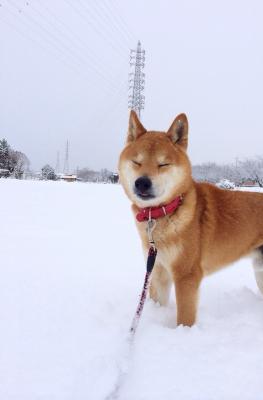 しば(柴)れるねぇー