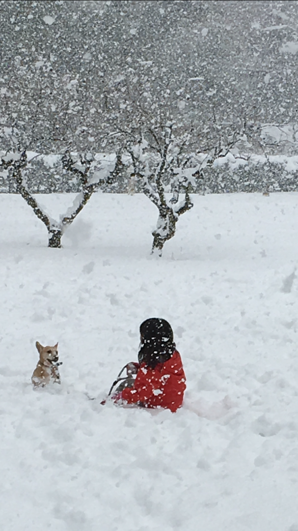 大雪の中わんこも子供も元気一杯！