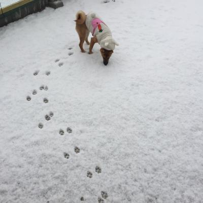 雪ウサ犬
