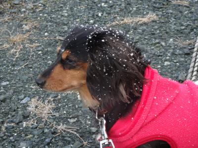 雪がパラパラ