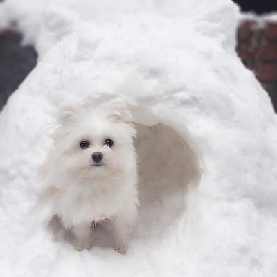 雪の妖精さん