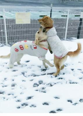 雪だよ～寒いし戦おうよぉ‼️