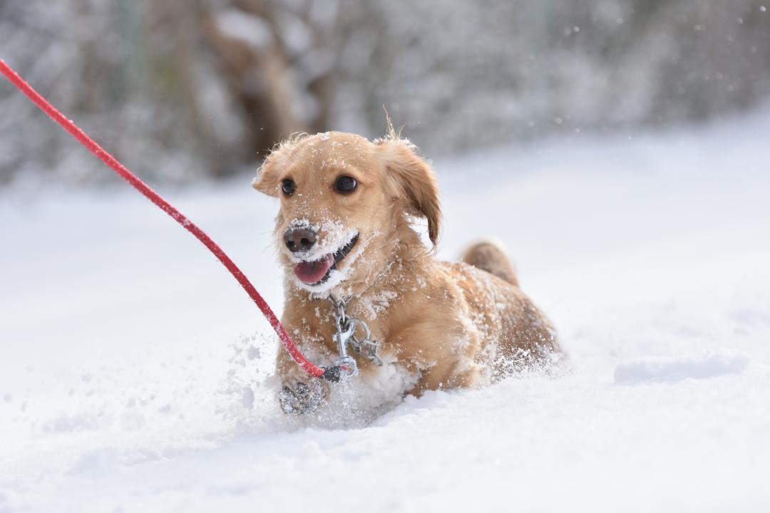 冷たい雪なんて、、、、、大好きだ～！！