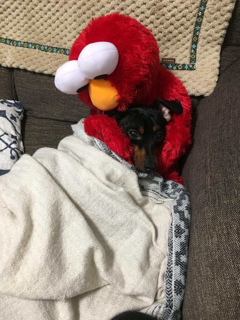 エルモ寒いよ