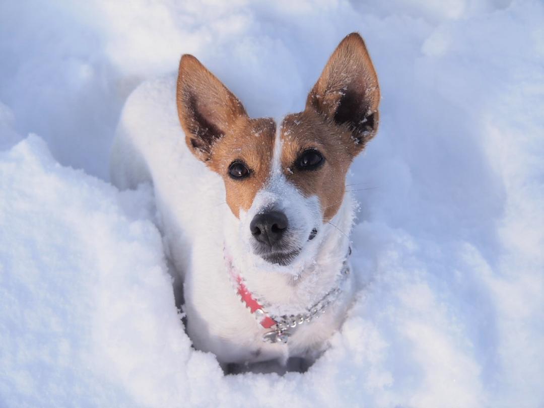 雪のなかで