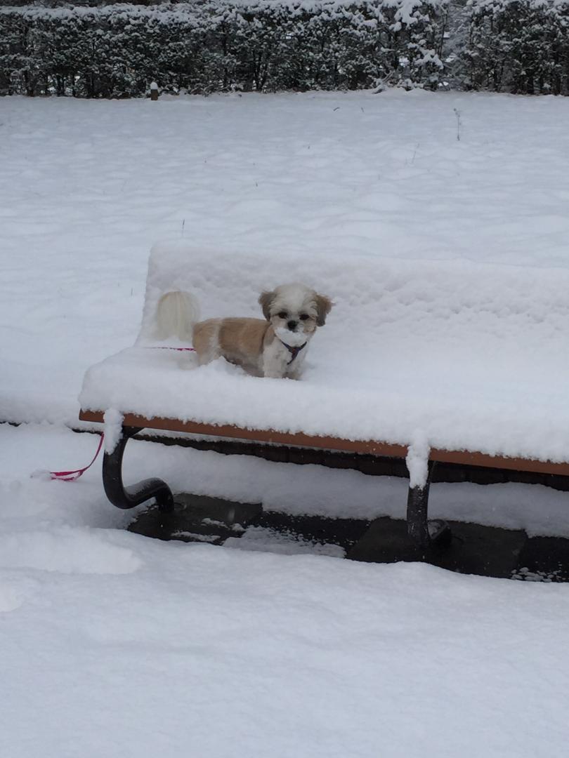 旅先で初めての雪！