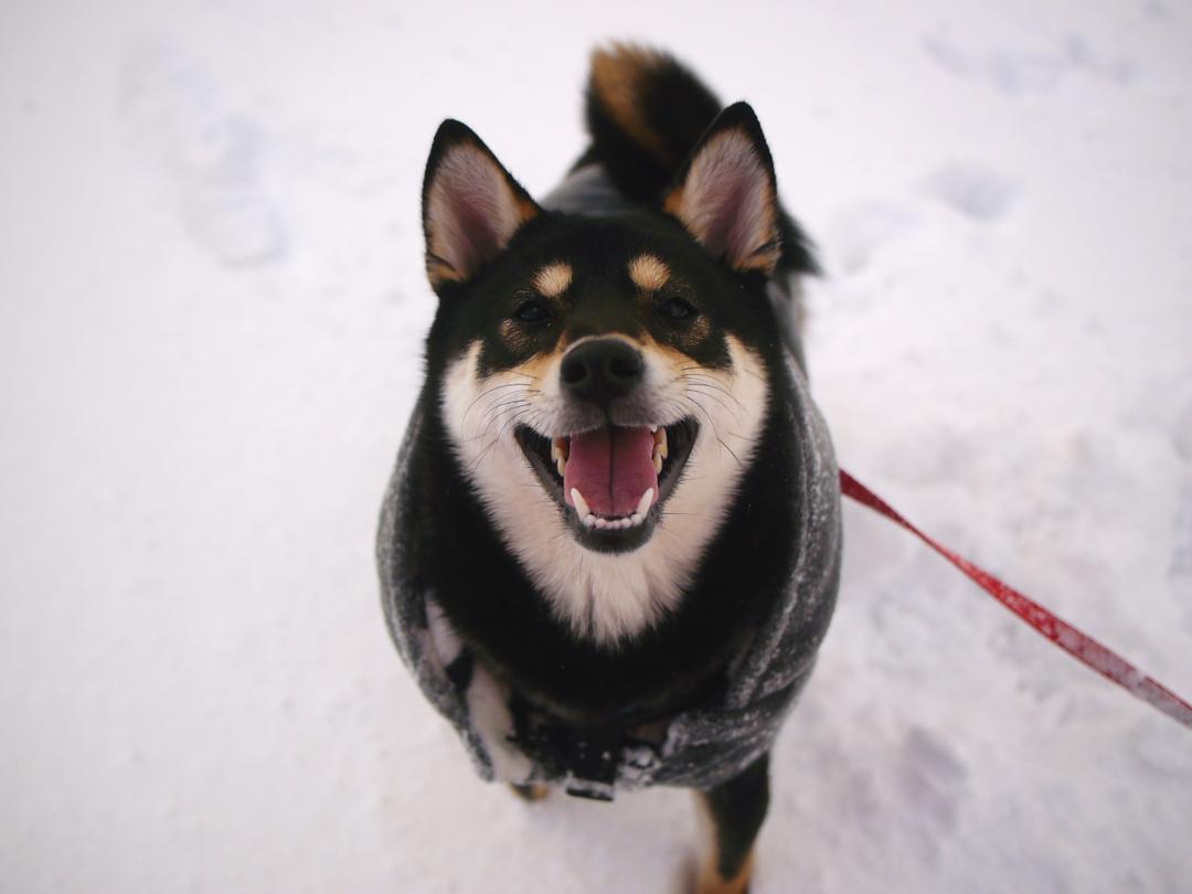 初めての雪