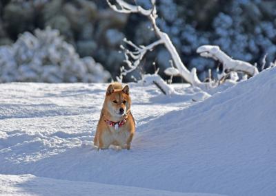 寒いけど雪大好き！