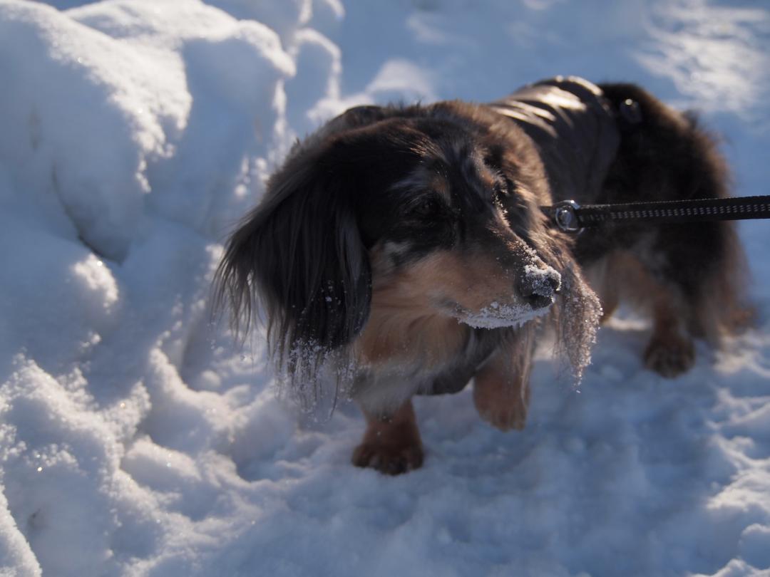 雪道散歩