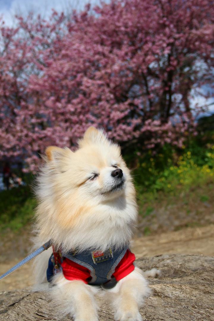 春の匂いがするなぁ