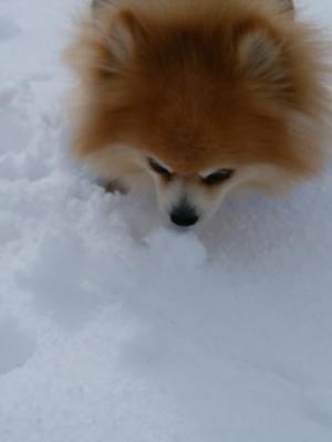 雪を食べるポン