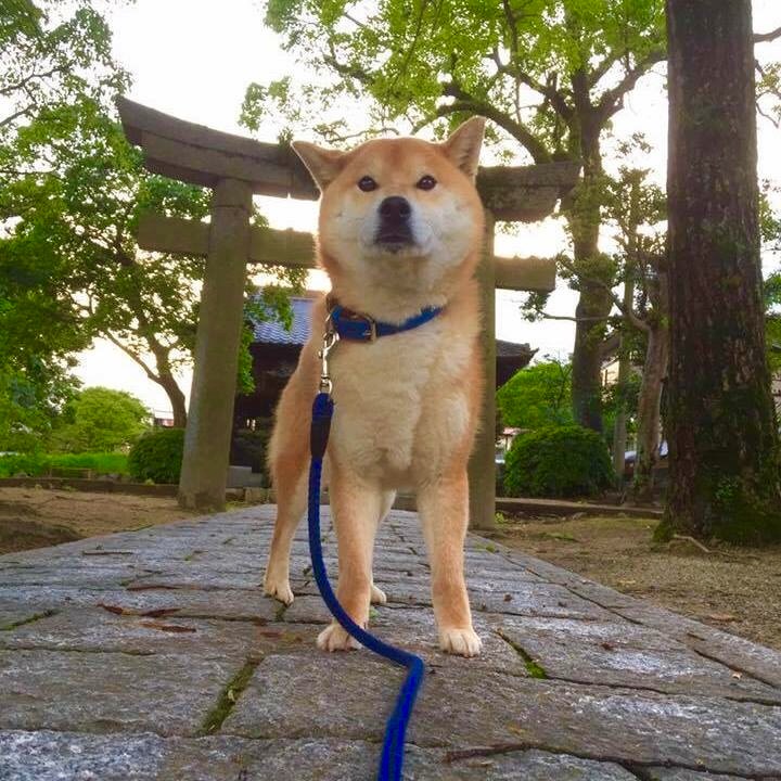 近所の神社！