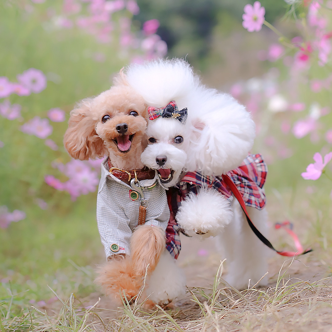 ユキはハルのくっつき虫