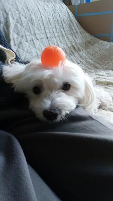 お供えのミカン飾りを