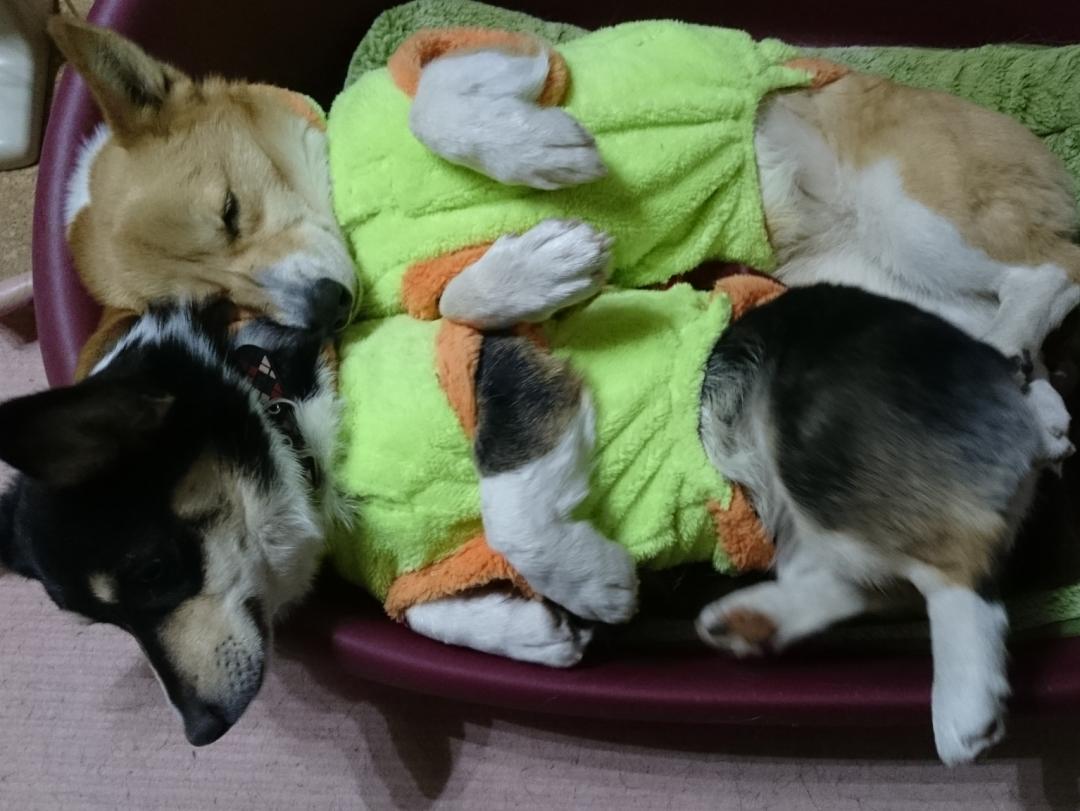へそ天コーギー姉妹