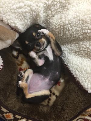 にゃん(=^x^=)