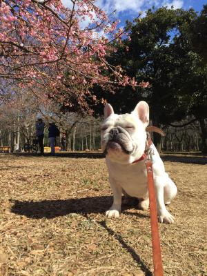 桜下の幸せ