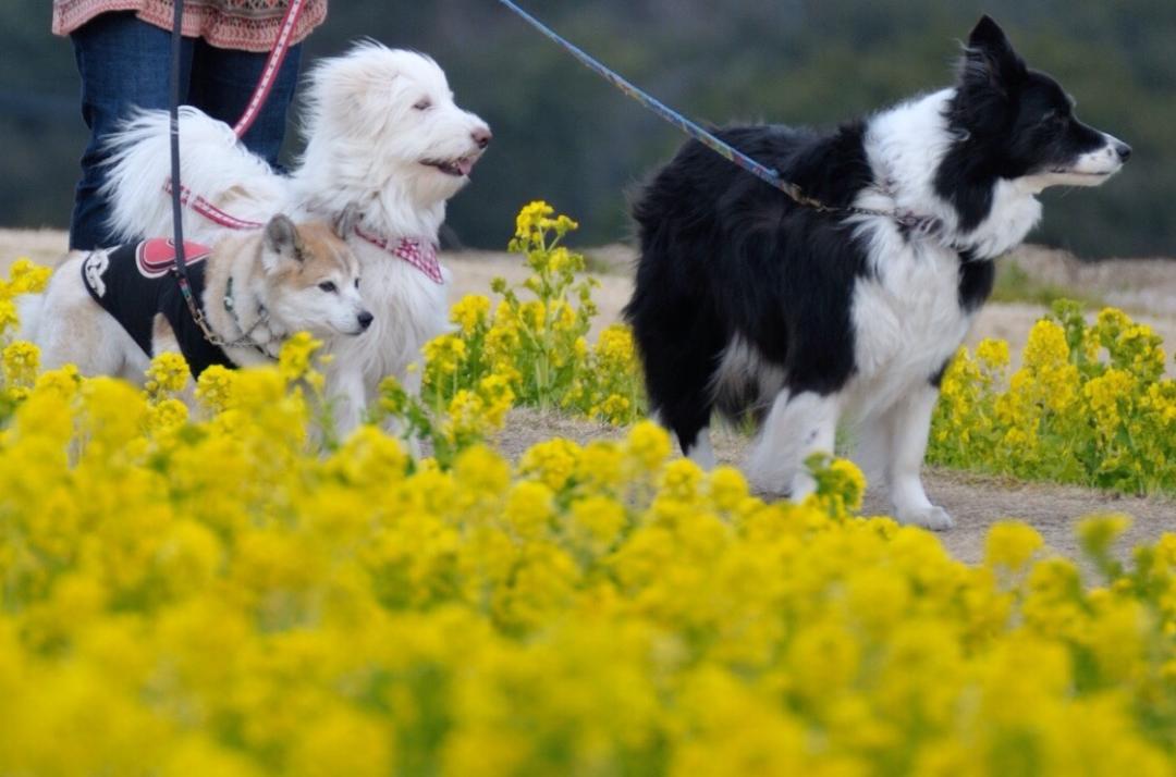 菜の花の小道を歩こう！