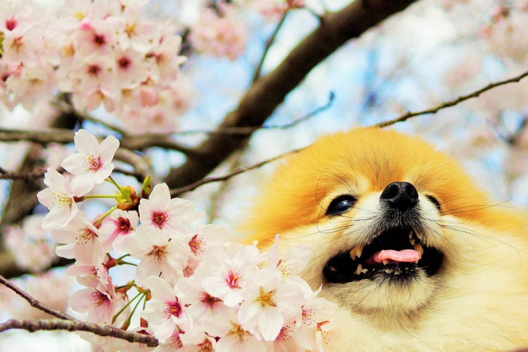 桜