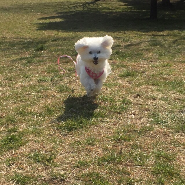 楽しくランラン！