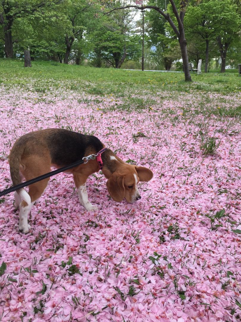 桜じゅうたん