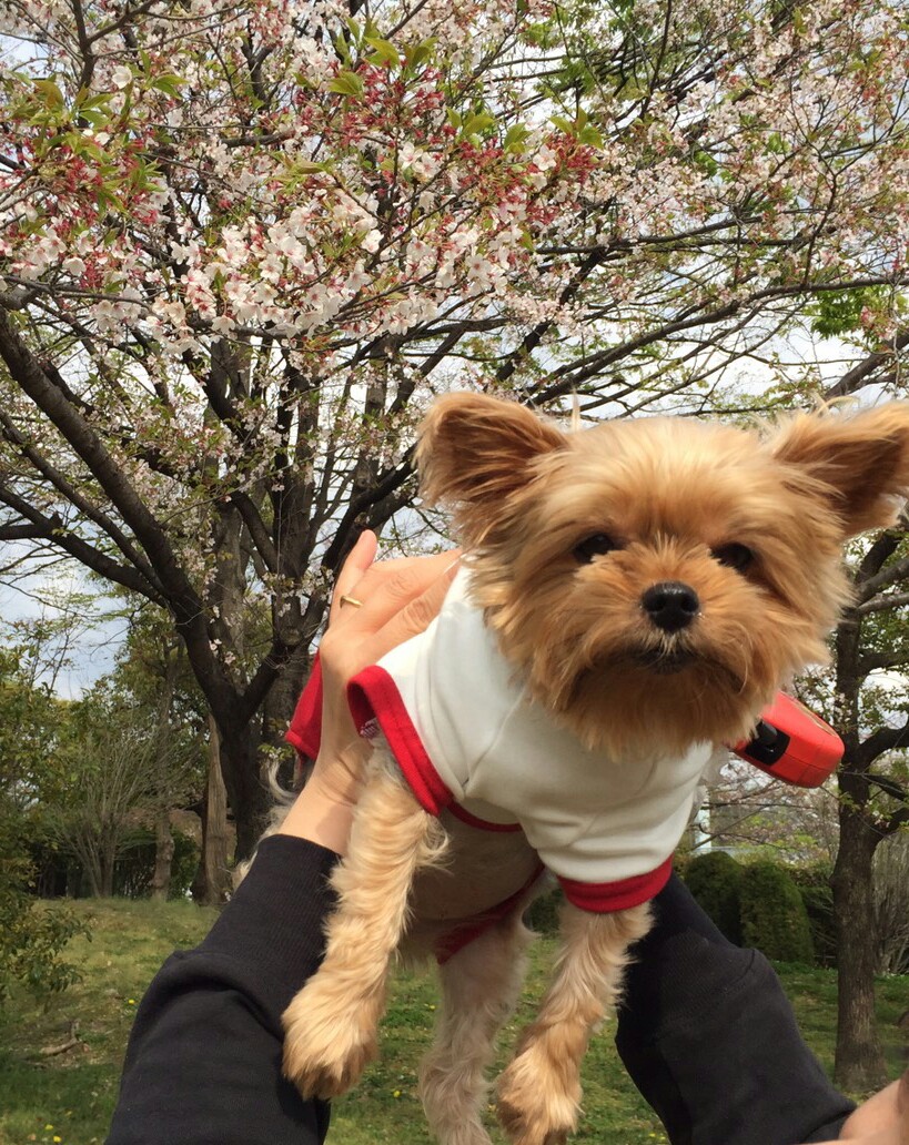 桜🌸もう散ってるのに