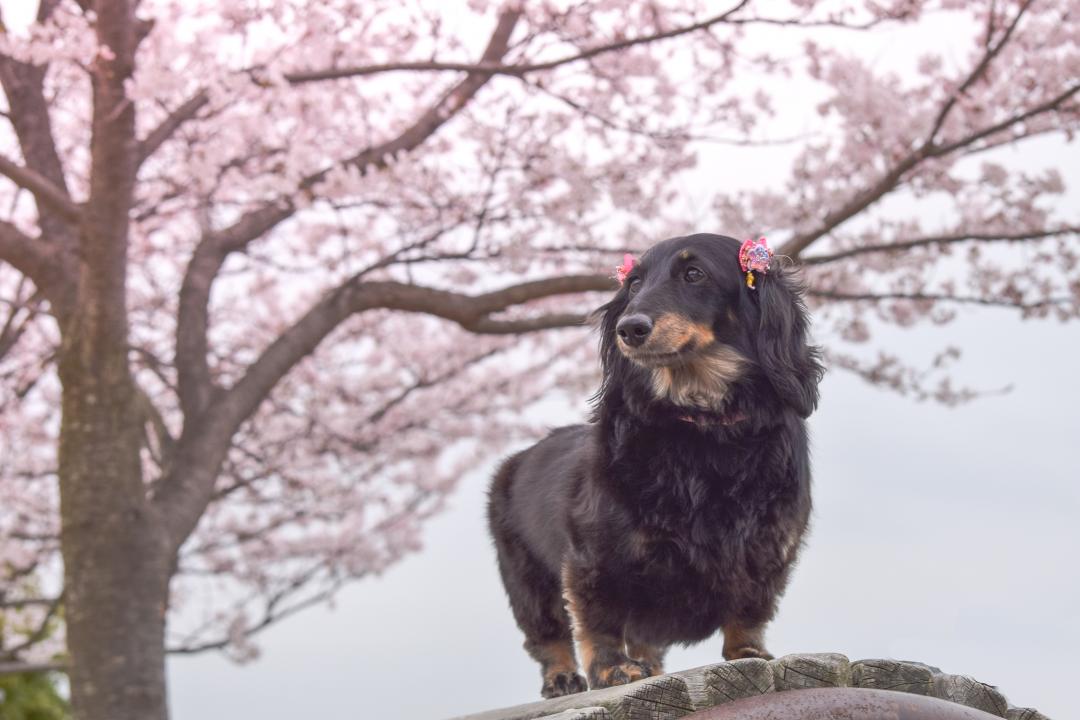 春を感じる