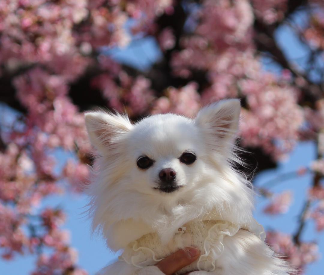 河津桜